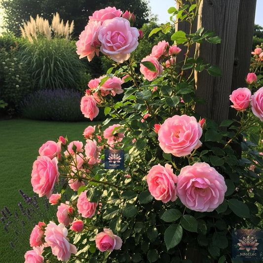 Pink Rose Climbing Flower Seeds - 100 Seeds Pack, Easy to Grow in All Indian Climates, All Year Bloom - Seeds Ville