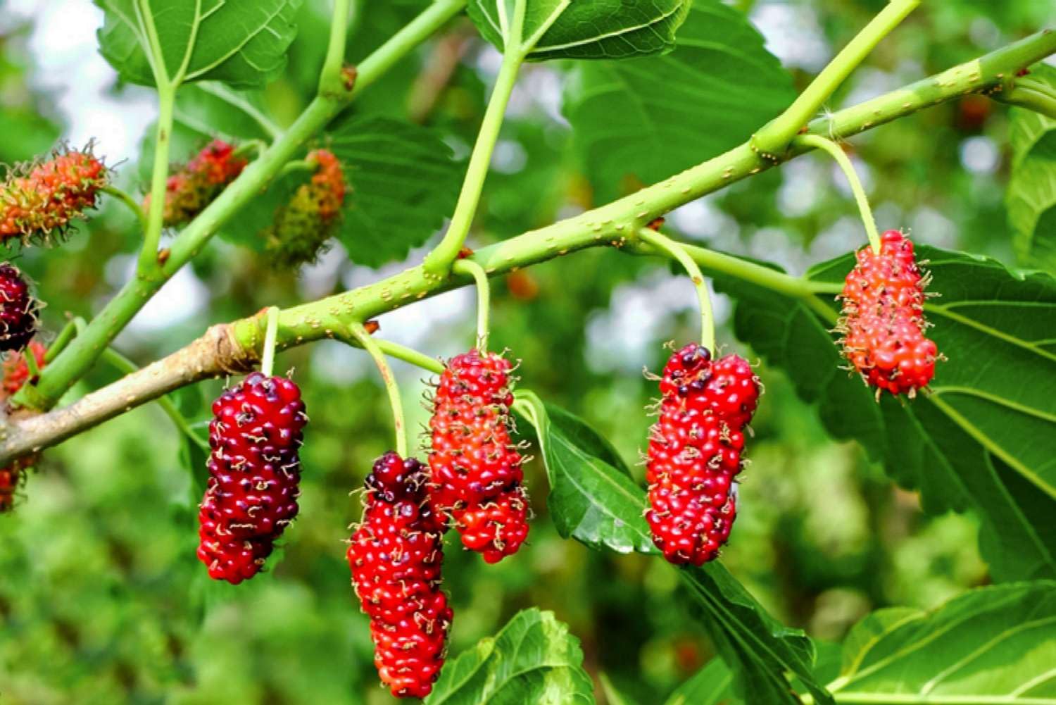 FARMERITY Mulberry Plant Specialy Treated Grown from Cuttings Mature All Year Fruiting Hybrid Live Plant Pack of 1