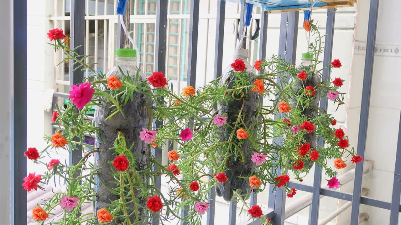 Cypress Purslane/Portulaca/Table Rose mixed colours Live plant cuttings without roots of 15 Cuttings(5 to 7 colours) - Seeds Ville