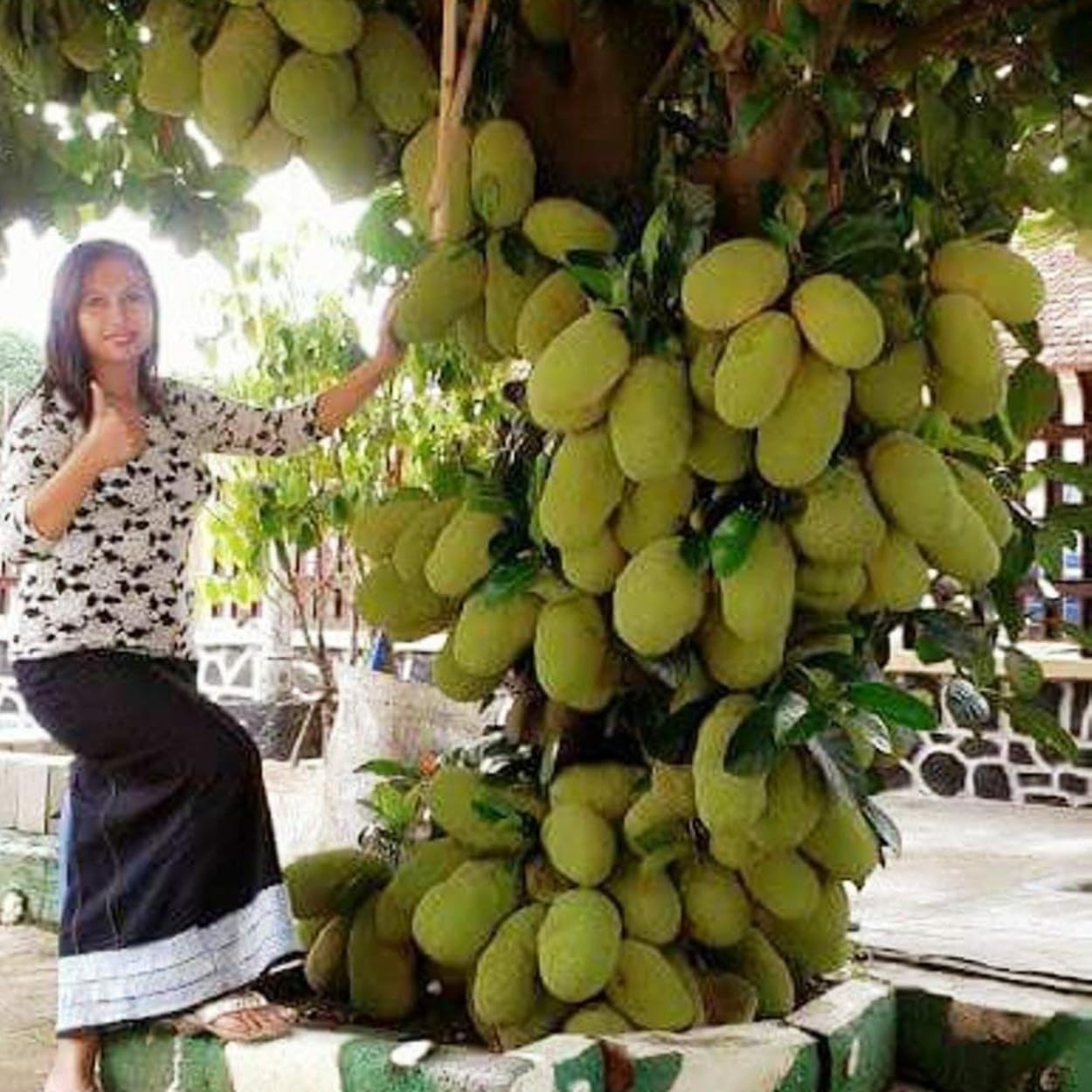 Dishita Go Green - Live Fruit Plants (Jackfruit Vietnam Super Early 1 Year Fruiting Variety - Ayur Jack Varikka Katahal Chakka Fruit Grafted Live Plant & Tree (1-1.5Ft Size))