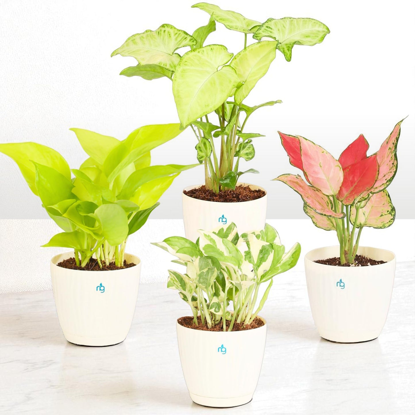 Nurturing Green® Combo of 2 Live Indoor Plants (Aglaonema Lady Valentine & Syngonium Pink) in Ivory Self Watering Pots