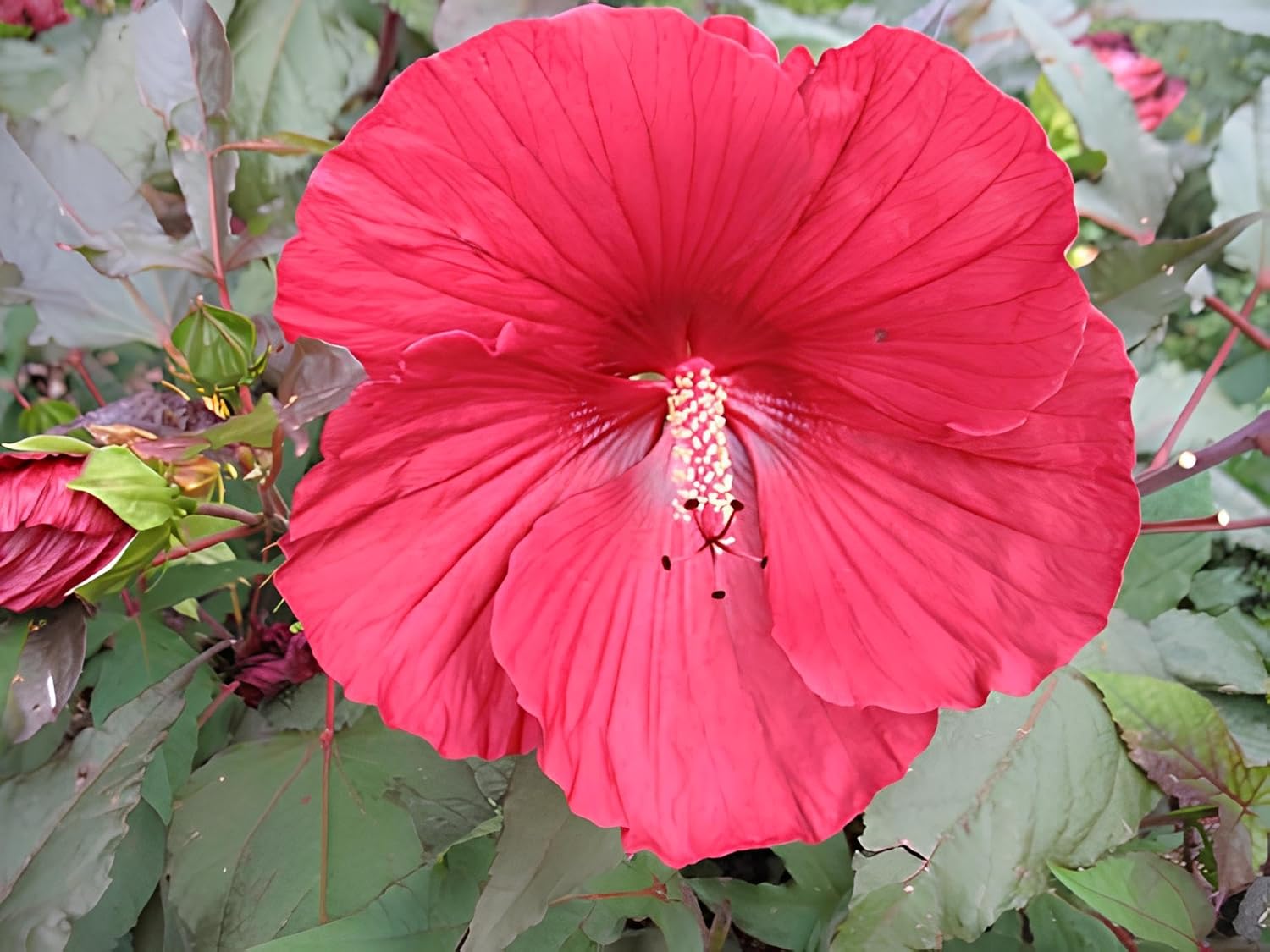 Hibiscus 'Midnight Marvel' Flower Seeds Pack - 25+ Seeds - Grow in All Seasons-Low Maintenance