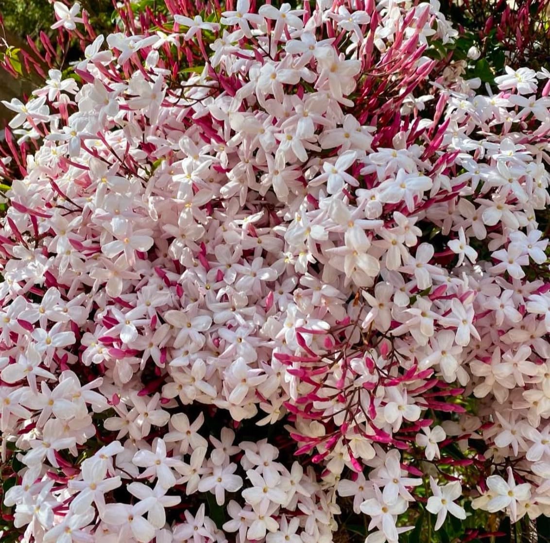 Pink Jasmine Live Flower Plant | Original Jasminum Polyanthum | Pink Bud Kundo | Hybrid Plant | American Jasmine | Beautiful Flowering Shrub | (Jasminum Polyanthum) |Bloom Yard