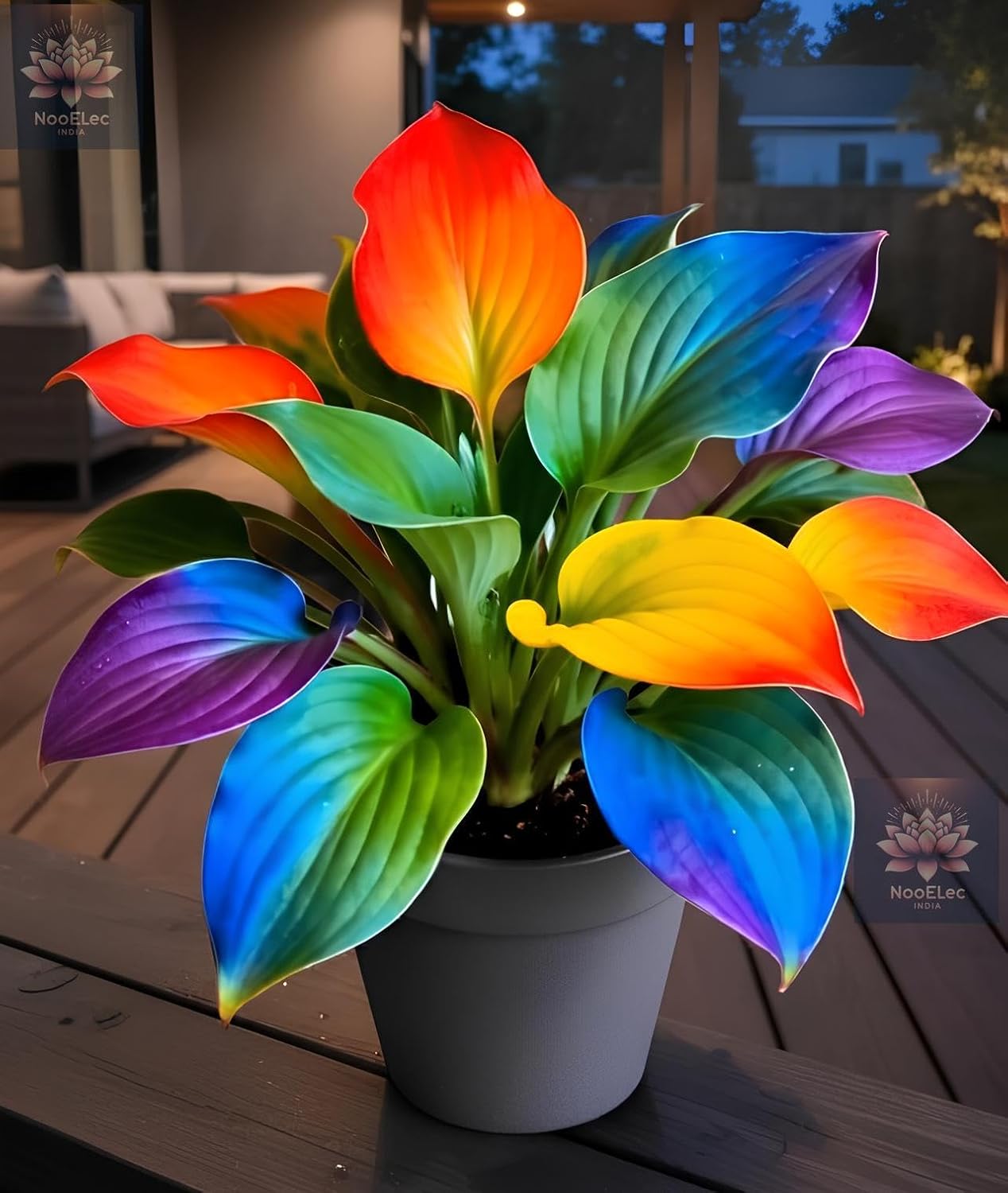 Hosta Seeds For Planting (200 SEEDS) Low Maintenance - Grow Indoor/Outdoor Both - Grow Year Round (HYBRID RAINBOW)