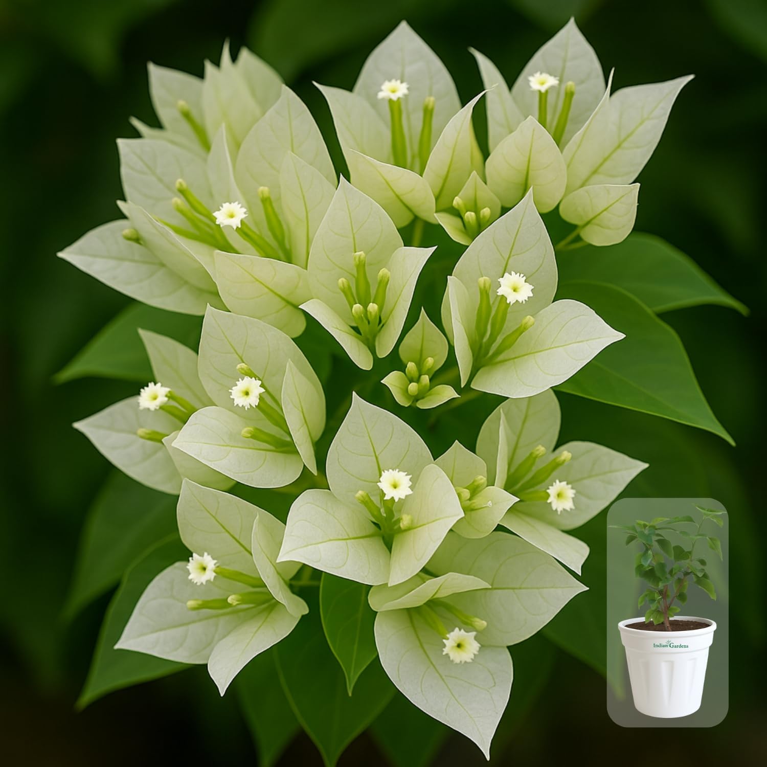 Indian Gardens - Bougainvillea Glabra live plant | Indoor & Outdoor Plant | Nyctaginaceae | Paper Flower (Yellow, 6" Terracotta)