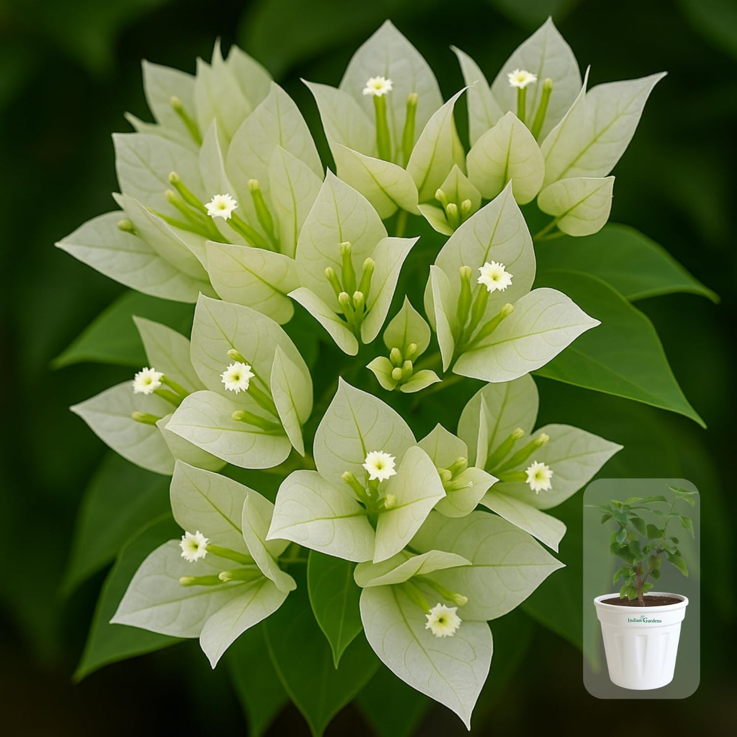 Indian Gardens - Bougainvillea Glabra live plant | Indoor & Outdoor Plant | Nyctaginaceae | Paper Flower (Yellow, 6" Terracotta)