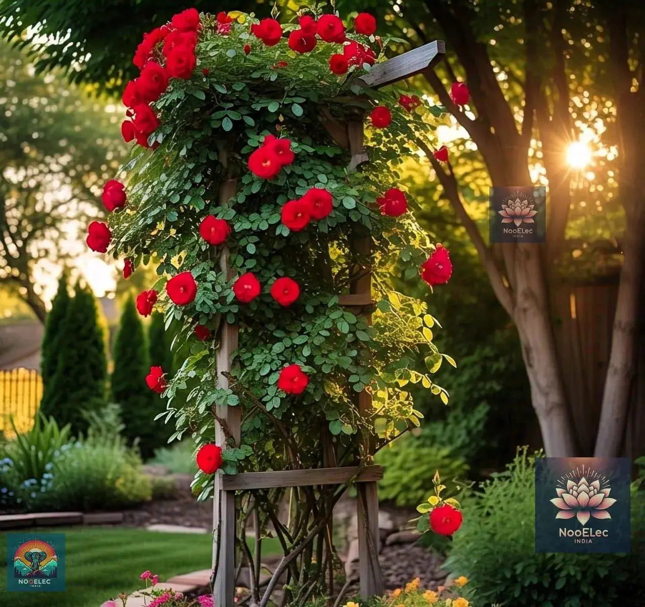 Climbing Rose Flower Seeds, 60 Seeds Pack - Hybrid, Year-Round Blooms, Minimal Care (MIX) - Seeds Ville