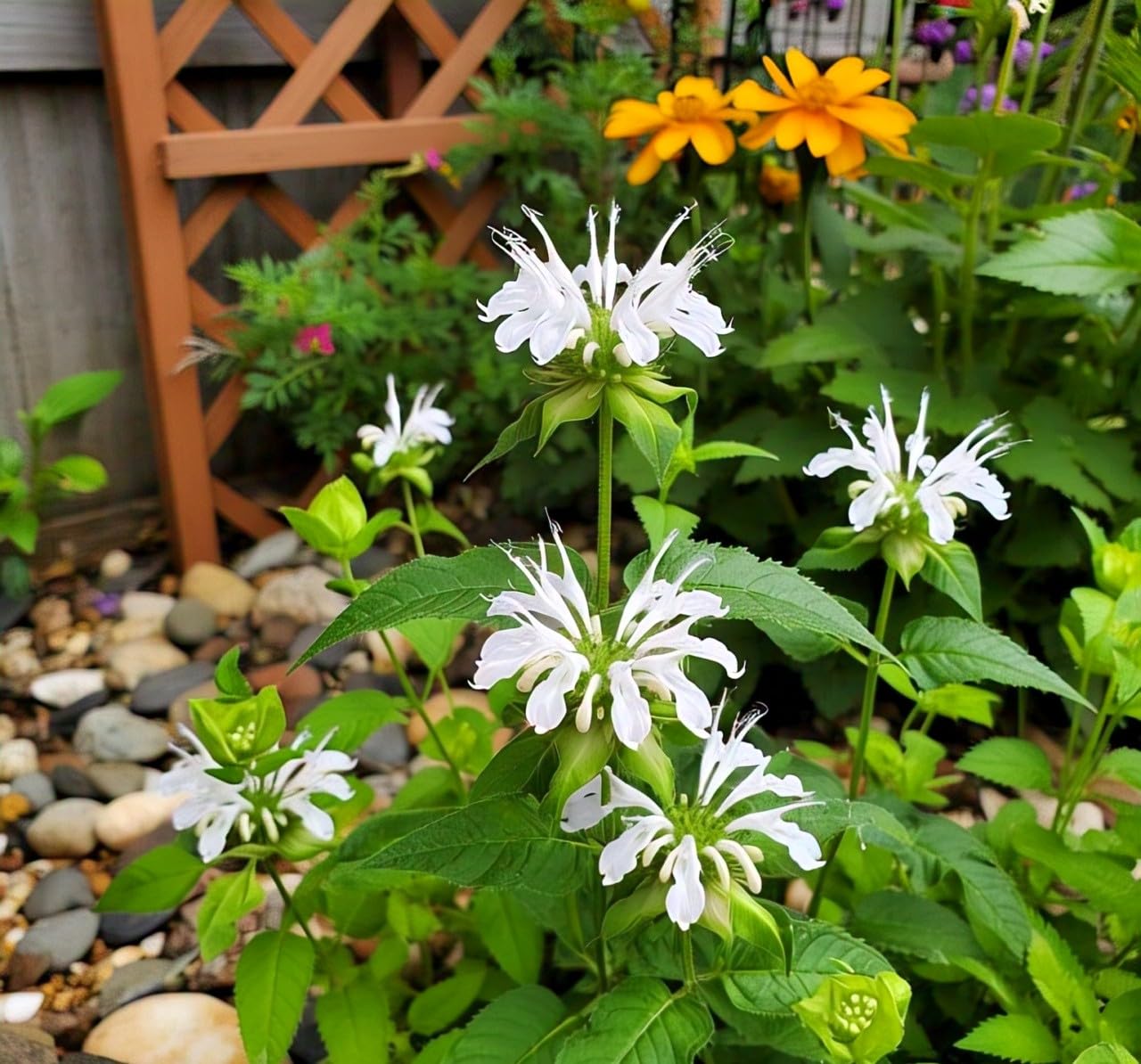 BlimBurn Bee Balm Flower Seeds (50 Pcs) - Natural Insect Repellent for Gardens- Grow Year Round. (All In One Mix) - Seeds Ville