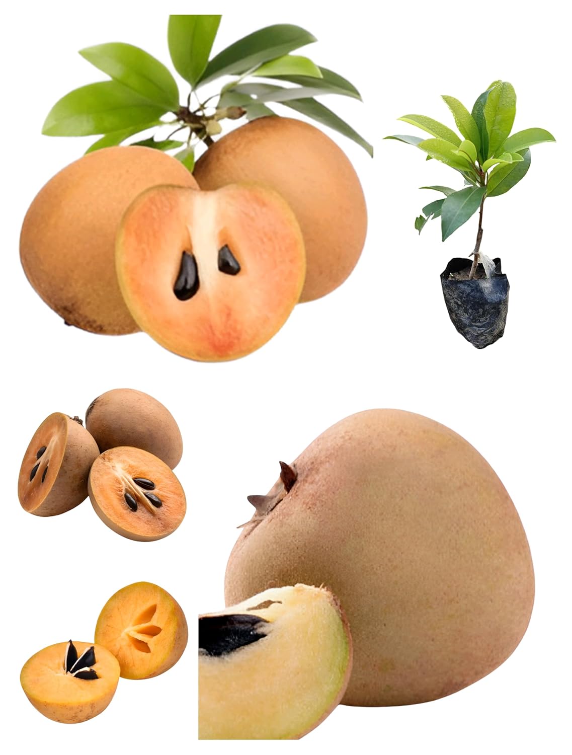 RK and JA Plant* Hybrid & Sweet Sapota/Chiku Fruit Live Plant (Grafted). All time Season & Fruit After 2 Months. (Pack Of - 1)