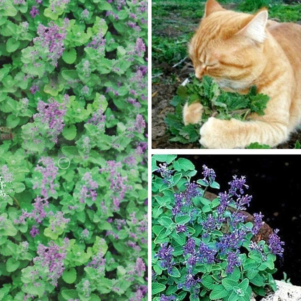 50+ Seeds- Catnip Flower Herb Seeds - Natural Insect Repellent - Grow Year Round - All India - Seeds Ville