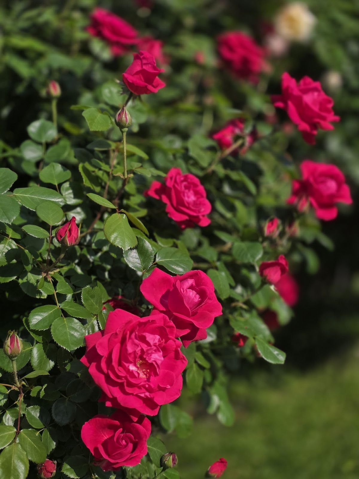 Imported Climbing Rose Flower seeds for Home and Kitchen Gardening Pack 80 to 100 seeds (MIXEDCOLOR SHADE-3)