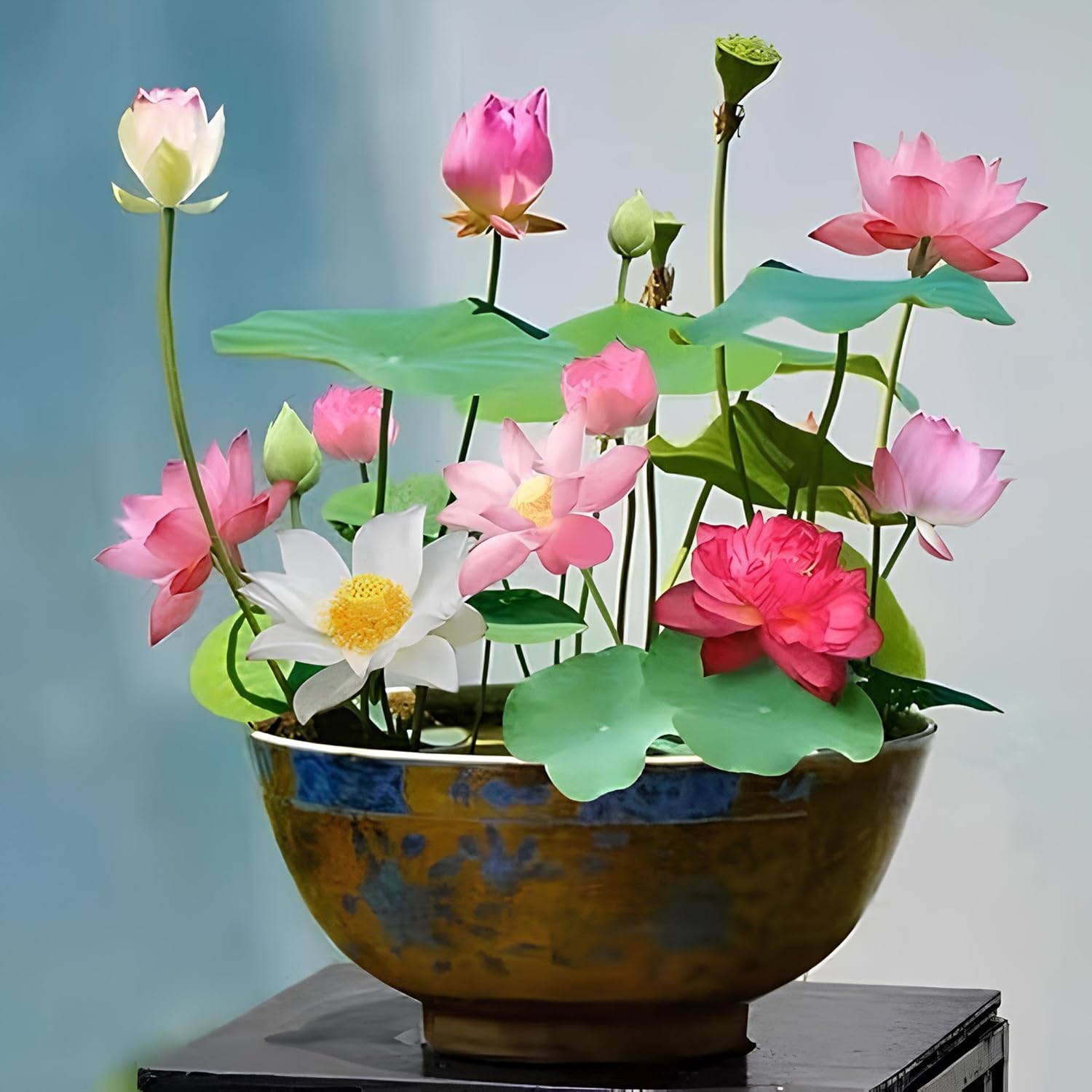 NooElec Seeds India 15+ Seeds- Bowl Lotus Seeds, Water Lily Flower Plant Seed Flowering Aquatic Fresh Garden Seeds - Seeds Ville