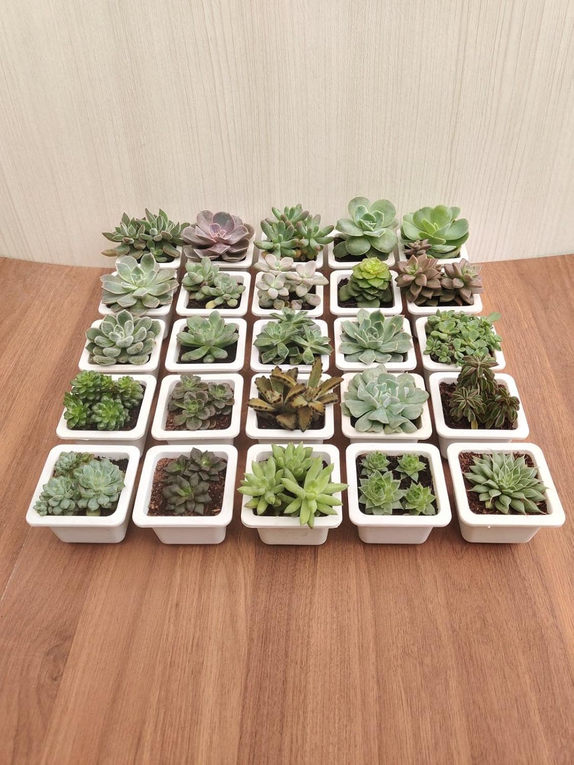 Seeds Ville Assorted Indoor Succulent Plants, Low Maintenance, 25 Pack