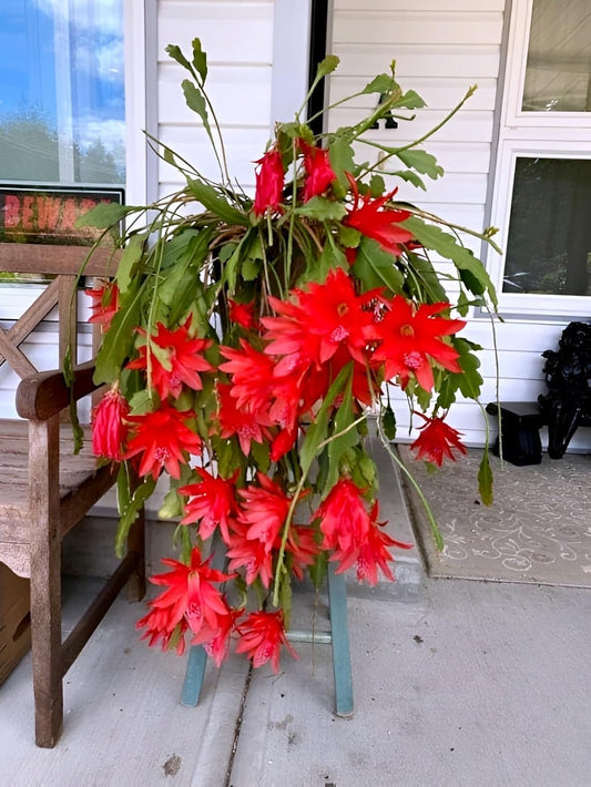 Red Night Queen Live Plant | Organic Flowering Plant for Garden, Balcony and Outdoor Spaces | Stunning Red Blooms with Rich Fragrance Ideal for Home Garden Lovers and Decorators