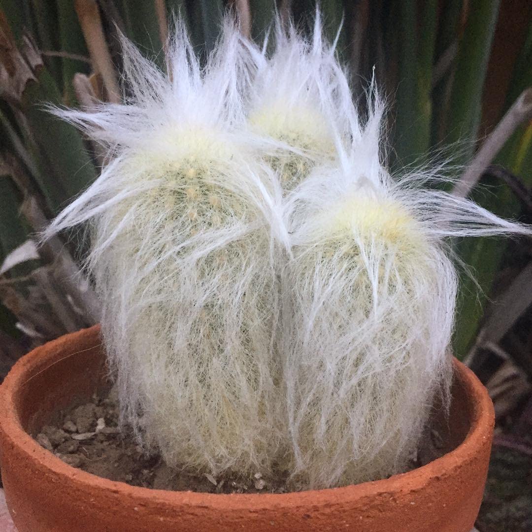 Indoor Cactus Succulent Seeds Pack - 35 Seeds Eco Pack (Old Lady Cactus)