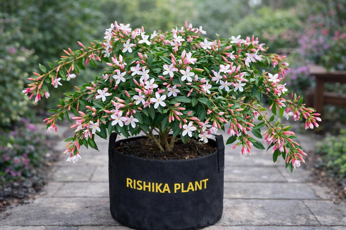 Seeds Ville White Kundo Jasmine Live Plant All Season Flowering
