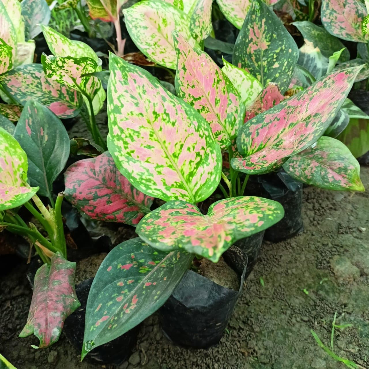 RED AGLAONEMA LIVE PLANT-a1 - Seeds Ville