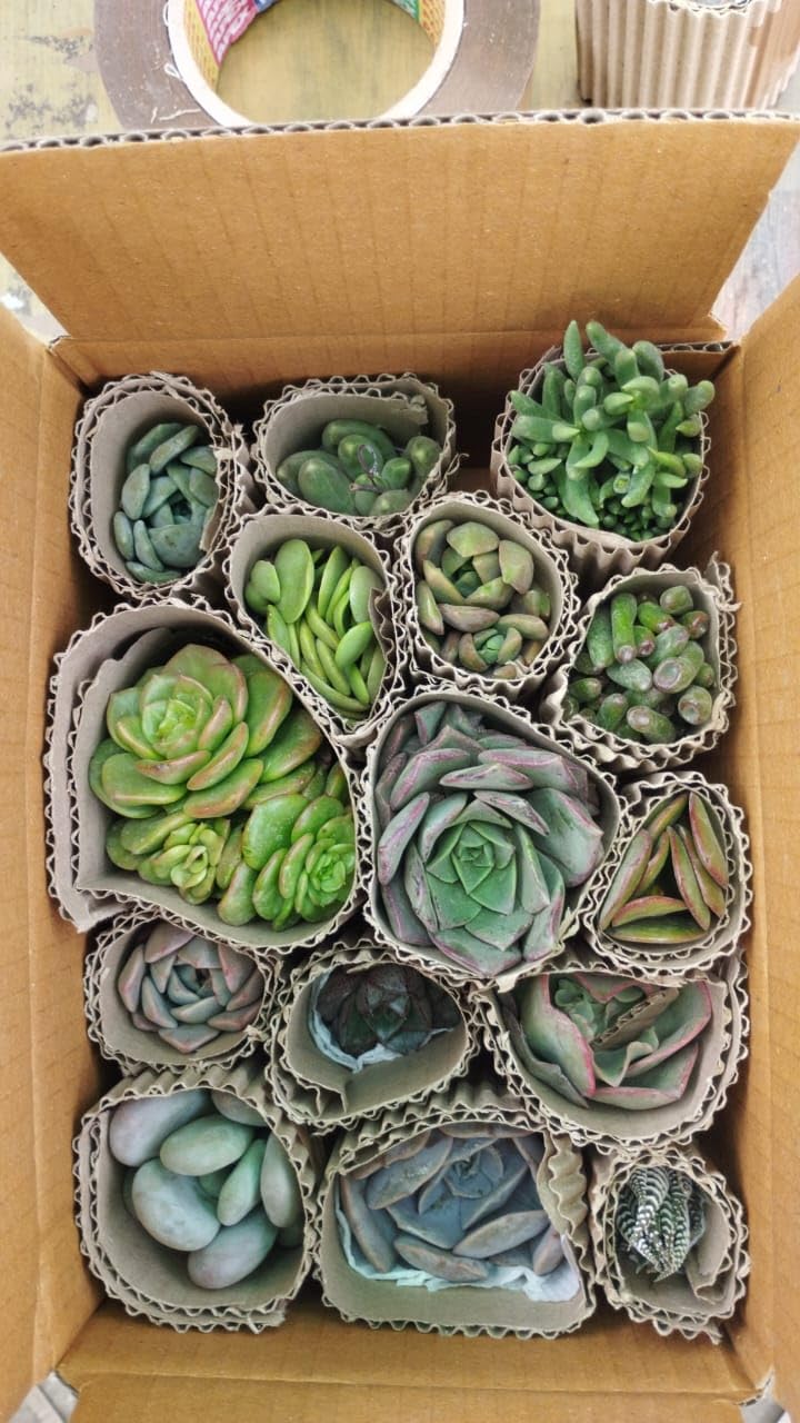 Farm Storey Assorted succulent plants set of 12, Any 12 live succulent plants variety, BARE ROOTED (without pot & without soil)