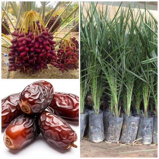 Seeds Ville Hybrid Arabian Date Palm Fruit Tree Plant Outdoor