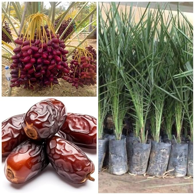 Seeds Ville Hybrid Arabian Date Palm Fruit Tree Plant Outdoor