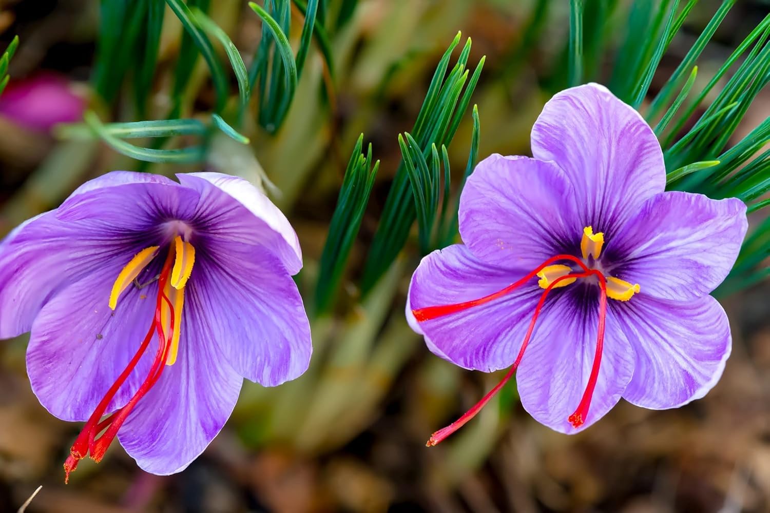 Seeds Ville Saffron Autumn Blooming Crocus Sativus Live Plant Black Pot