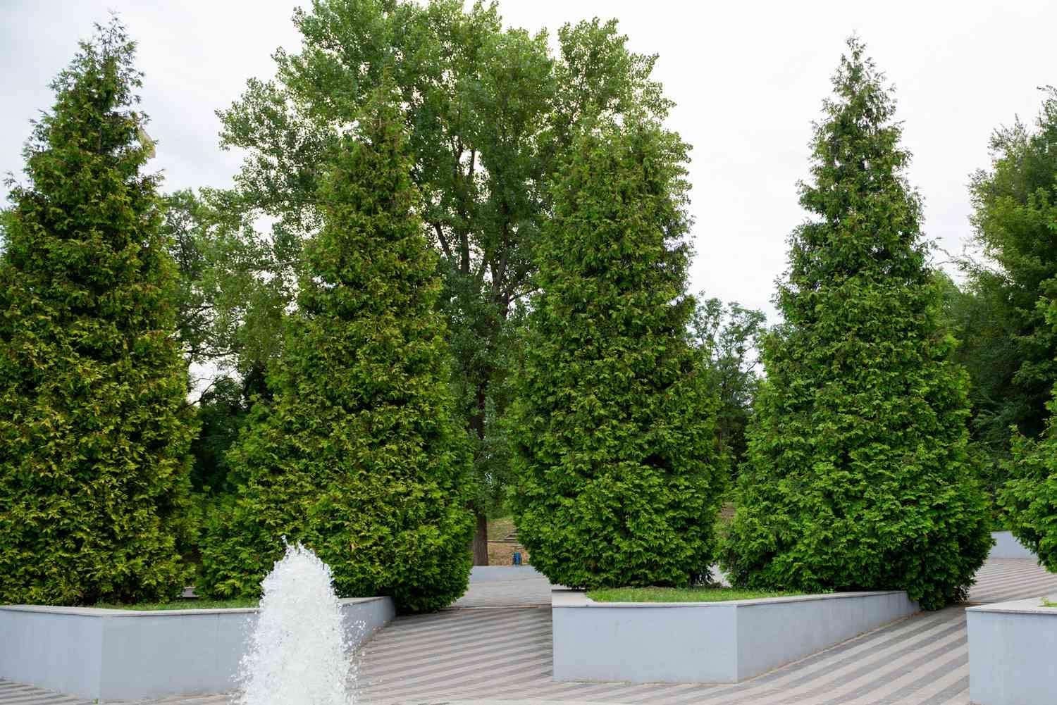 BlimBurn Giant Thuja Tree Seeds (Morpankh) for Home Garden - All Season Evergreen Plant Seeds - Drought Tolerant, Low Maintenance & Fast Growing (Pack of 35+ Seeds]
