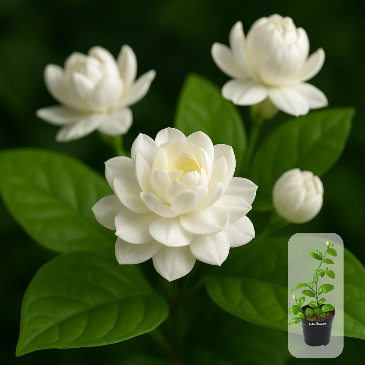 Indian Gardens - 5 Layer/Arabian Jasmine Jasmine live plant | Indoor & Outdoor Plant | sambac White | 4 inch (Min : 2)