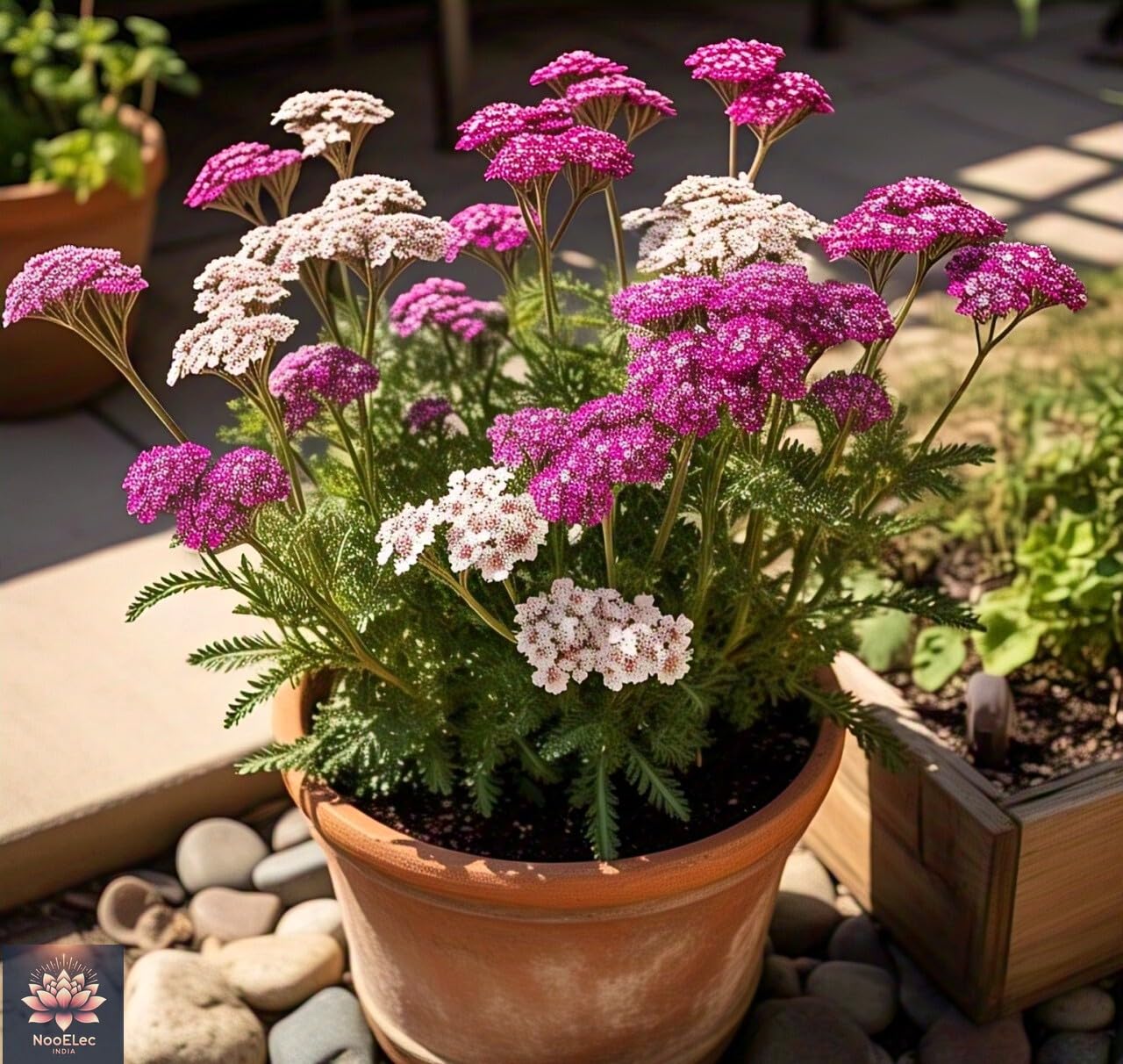 100+ SEEDS- All Seasons Yarrow Flower Mix Seeds - Easy to Grow, Year-Round Bloom, Vibrant Colors - Seeds Ville
