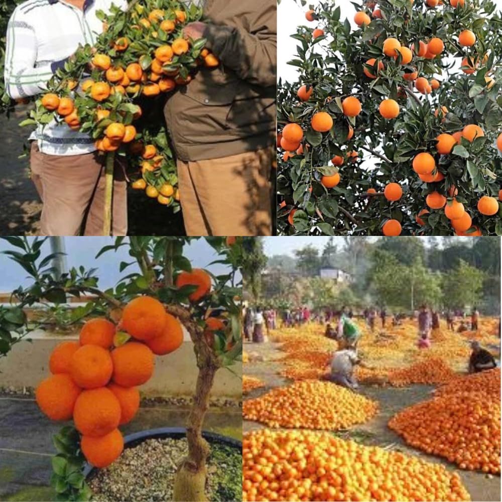 Dishita Go Green - Live Fruit Plants (Jackfruit Vietnam Super Early 1 Year Fruiting Variety - Ayur Jack Varikka Katahal Chakka Fruit Grafted Live Plant & Tree (1-1.5Ft Size))