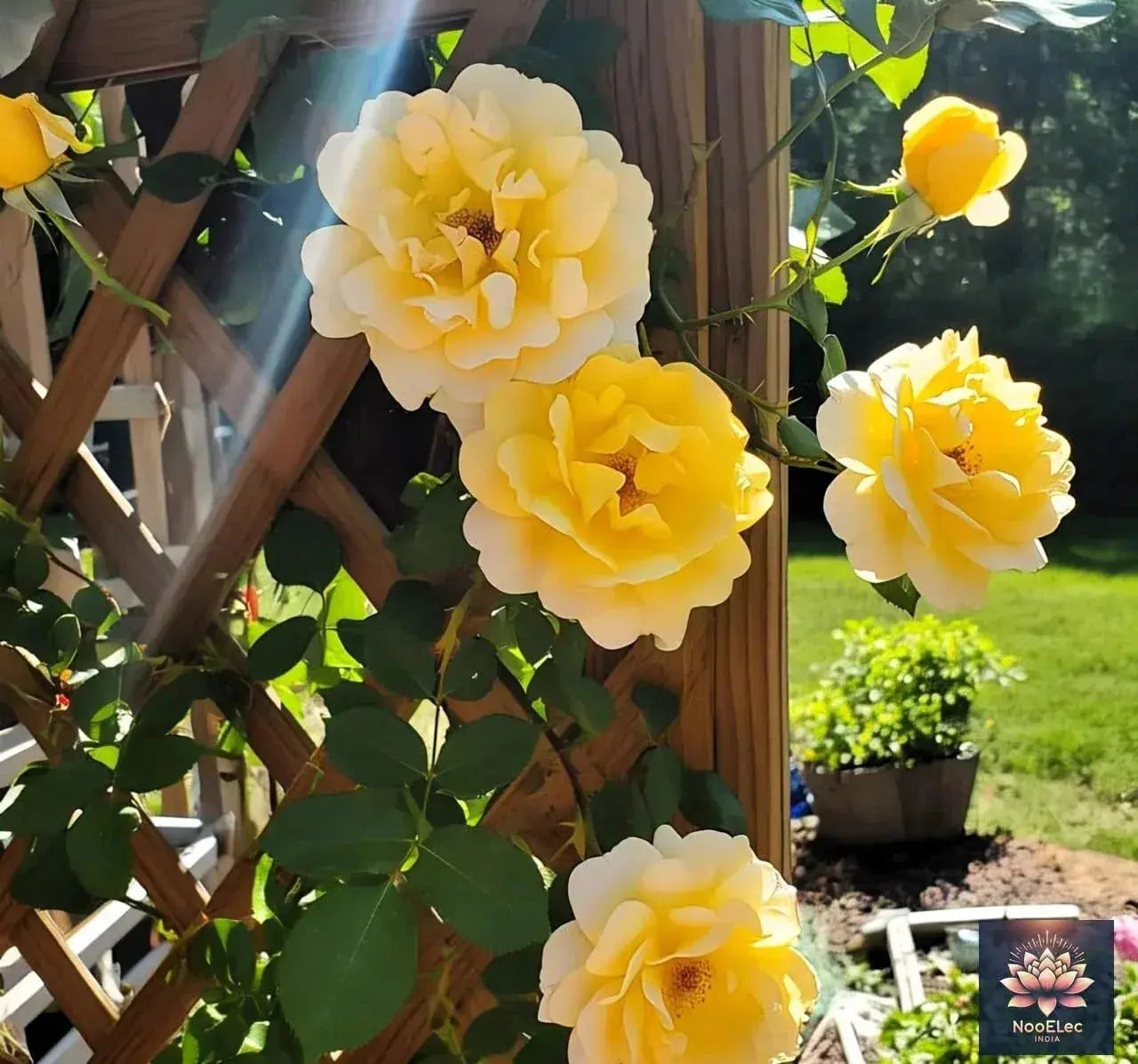 Climbing Rose Flower Seeds, 60 Seeds Pack - Hybrid, Year-Round Blooms, Minimal Care (MIX) - Seeds Ville