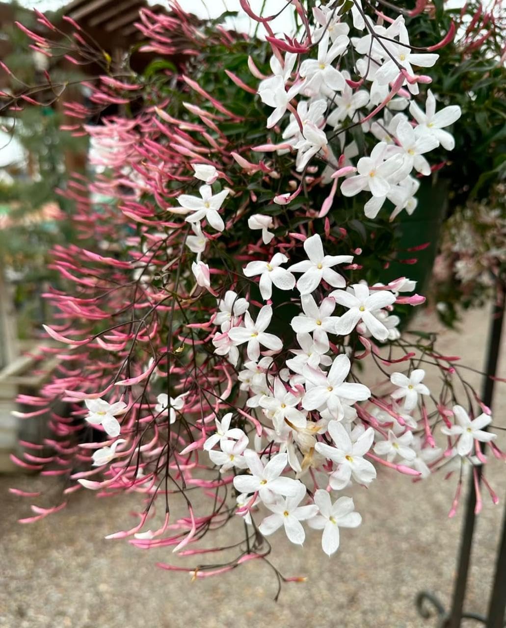Pink Jasmine Live Flower Plant | Original Jasminum Polyanthum | Pink Bud Kundo | Hybrid Plant | American Jasmine | Beautiful Flowering Shrub | (Jasminum Polyanthum) |Bloom Yard