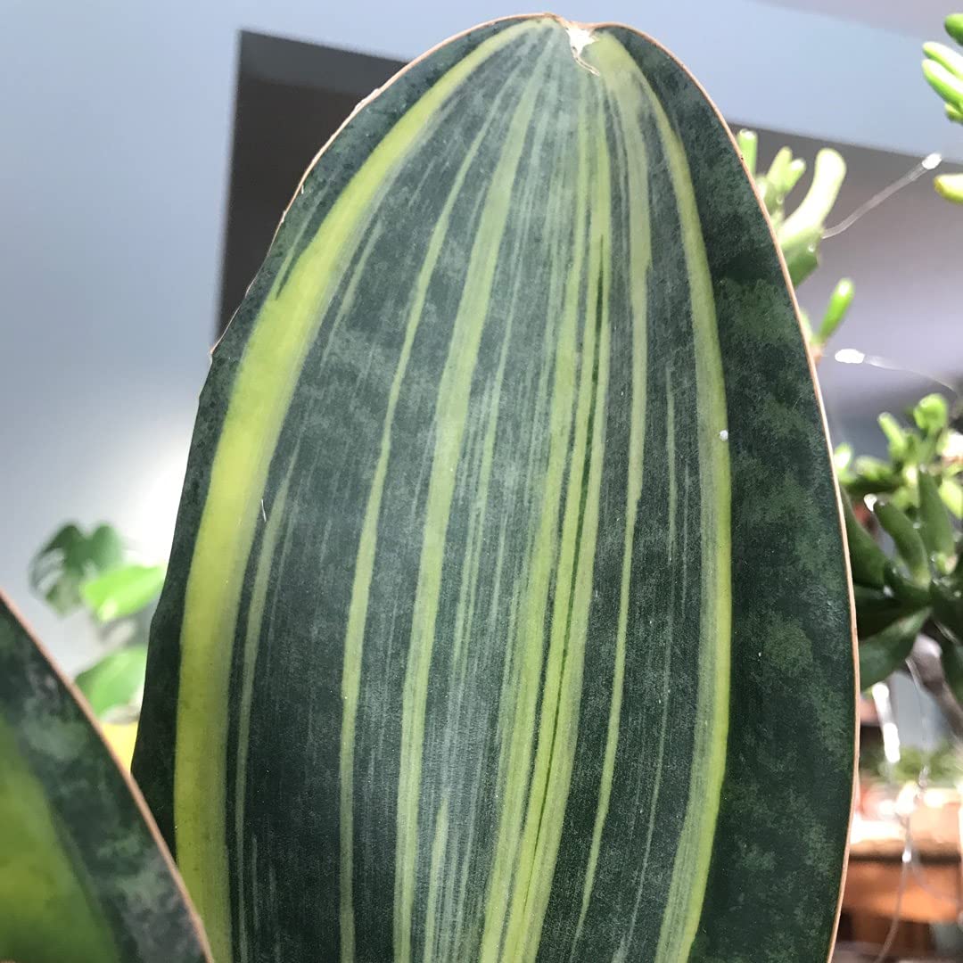 Little Jungle Sansevieria Flame - Live Plant with 5.5 Inches White Decor Pot | Indoor Plants For Home | Snake Plant | Live Plants Indoor | Air Purifying Plant | Live Plant With Pot For Home Decor |