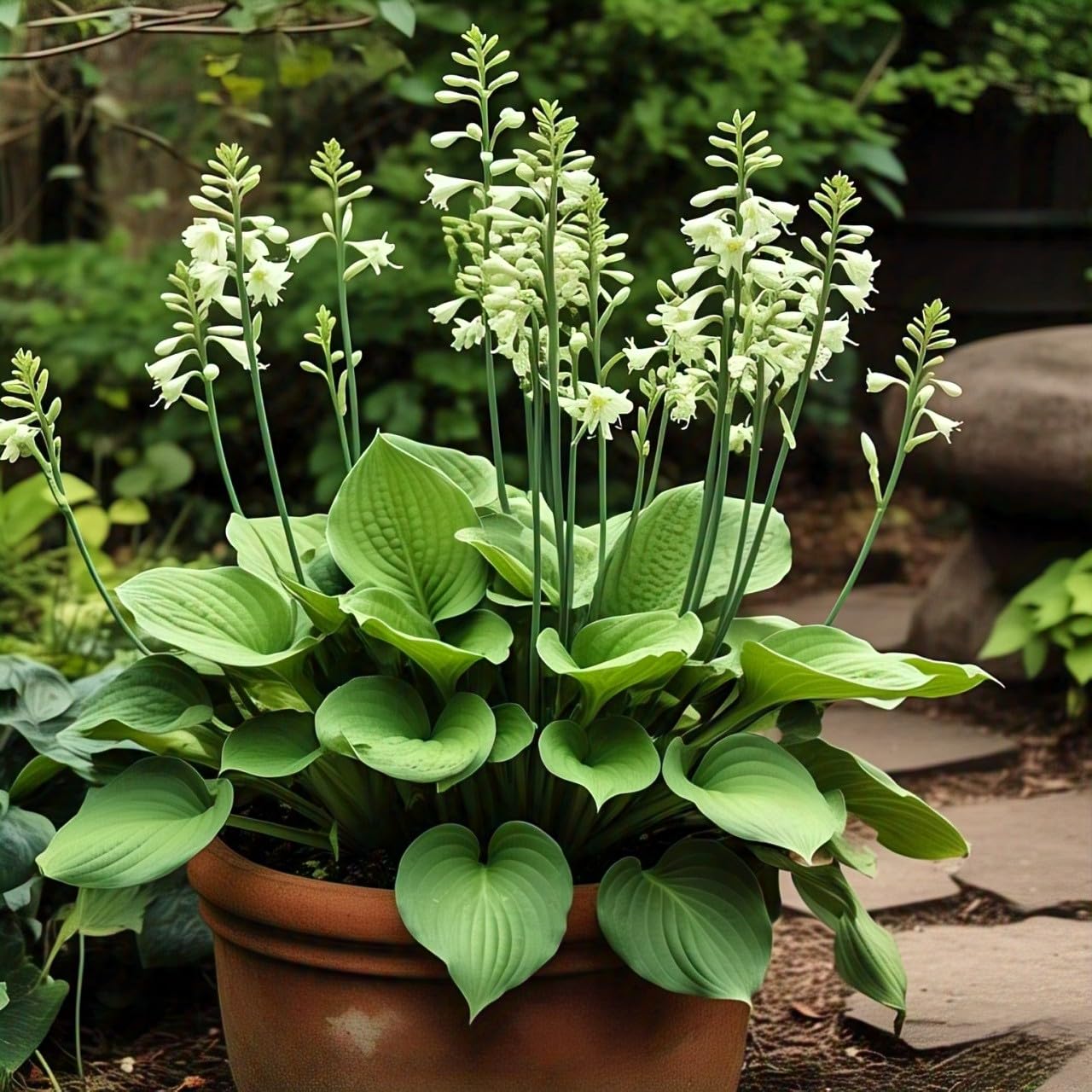50+ Seeds Hosta 'Touch of Class' Blue/Yellow/Green Mixed Flower Seeds Easy to Grow, Exotic Flower Seeds/Grow In All Seasons in All India