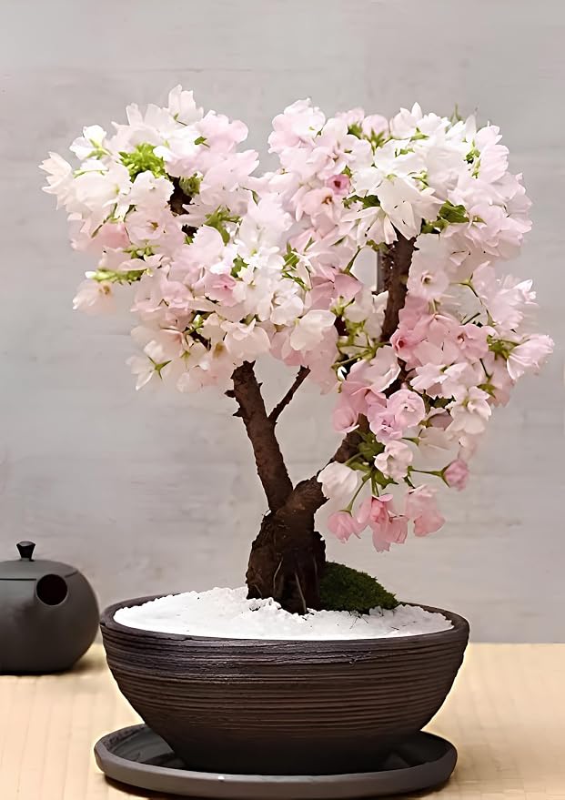 Seeds Ville Dwarf Japanese Sakura Cherry Blossom Seeds Pack of 35