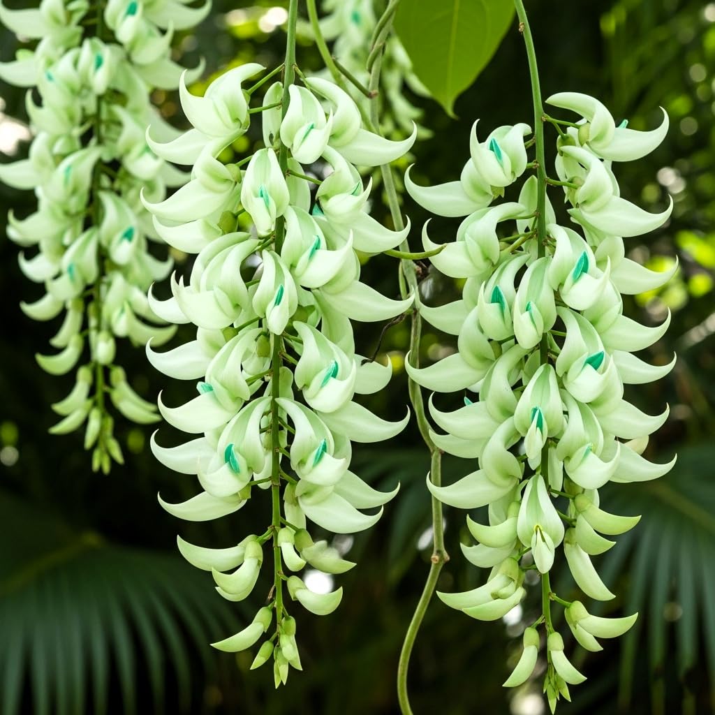 BlimBurn 50+ SEEDS- Climbing Jade Vine Flower Seeds For Home Garden, Balcony & Wall Covering | Low Maintenance & Fast Growing (ANGELIC WHITE) - Seeds Ville