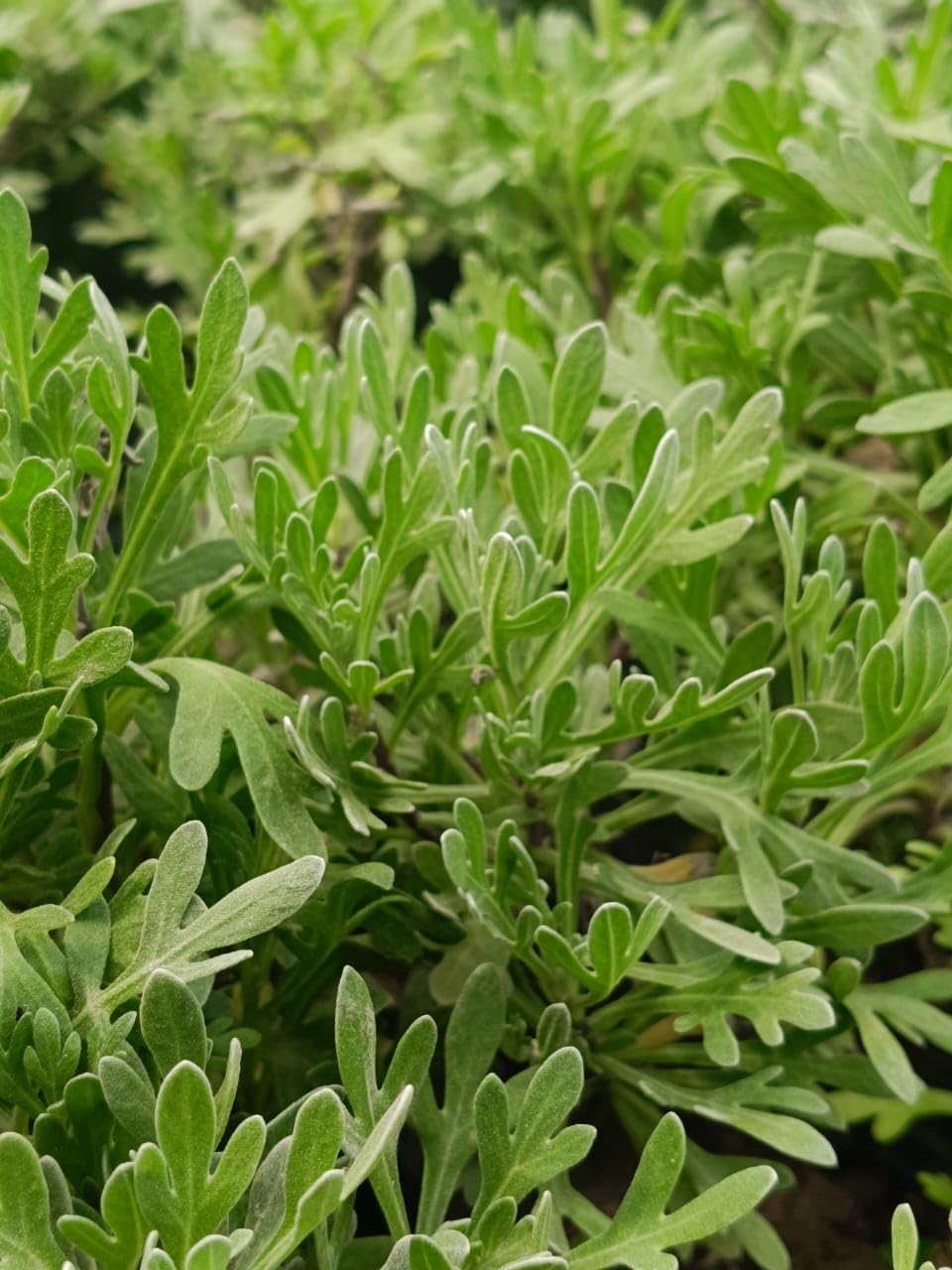 Live Purple Lavender Plant in Black Pot | All Season Fragrant Flowering Tree | Healthy Indoor Outdoor Live Plant for Home Garden & Decoration (LEVENDER PLANT) - Seeds Ville