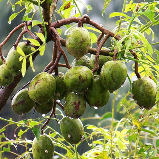 Hug A Plant | Sweet Ambazham/Ambarella (Grafted) (Spondias mombin) Fruit Live Plant (Home & Garden)