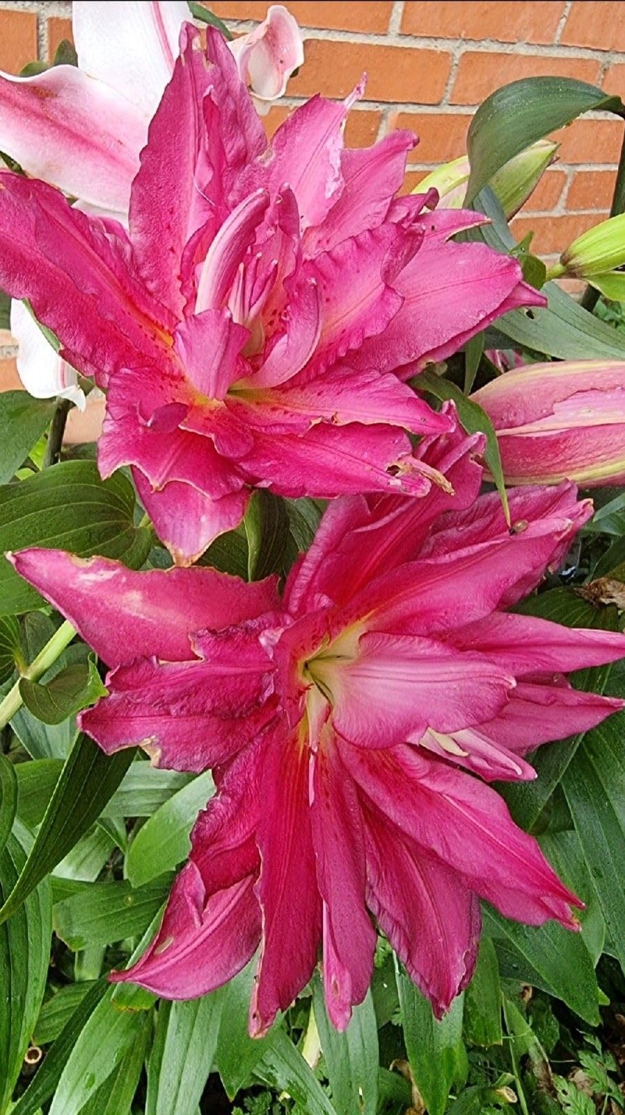 SVG® Double Oriental Lily Flower Bulbs for Home and Gardening, pack of 1 Bulbs (SHADED PINK)