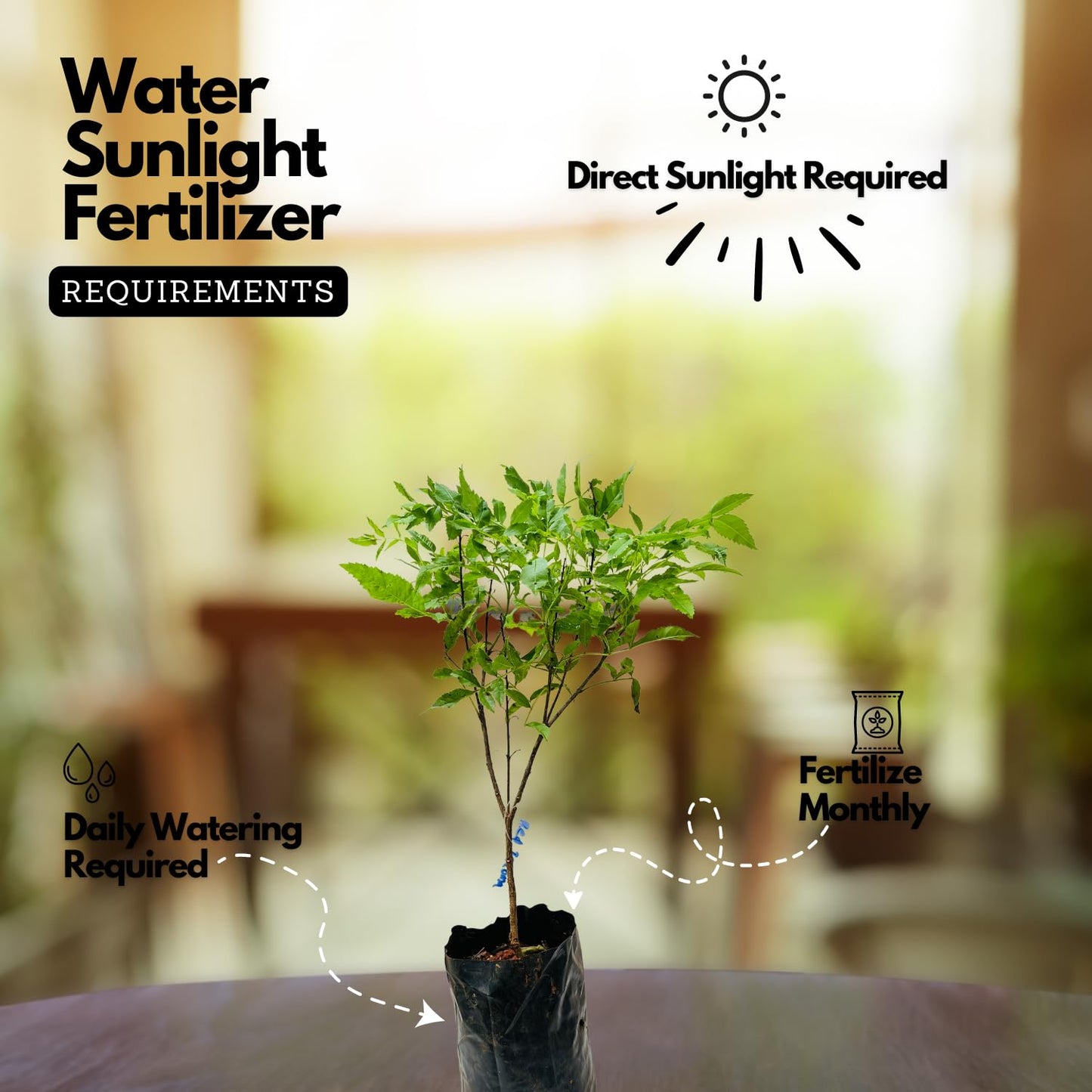 Hug A Plant | Red Tecoma/The Cape Honeysuckle (Tecoma capensis) Flowering/Ornamental Live Plant (Home & Garden)