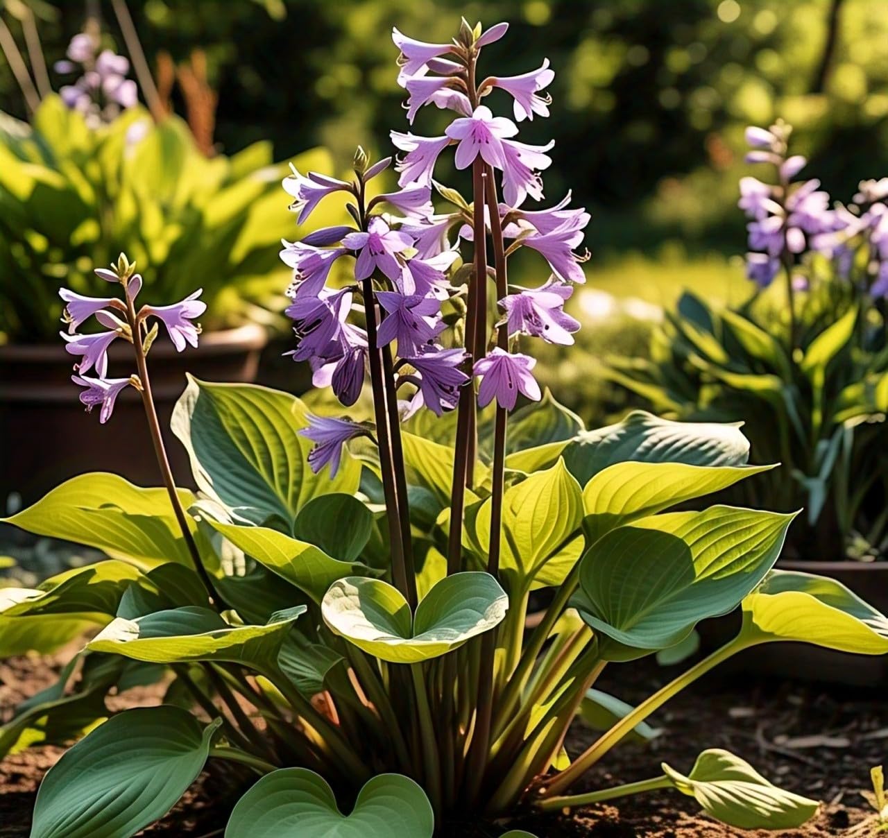 50+ Seeds Hosta 'Touch of Class' Blue/Yellow/Green Mixed Flower Seeds Easy to Grow, Exotic Flower Seeds/Grow In All Seasons in All India