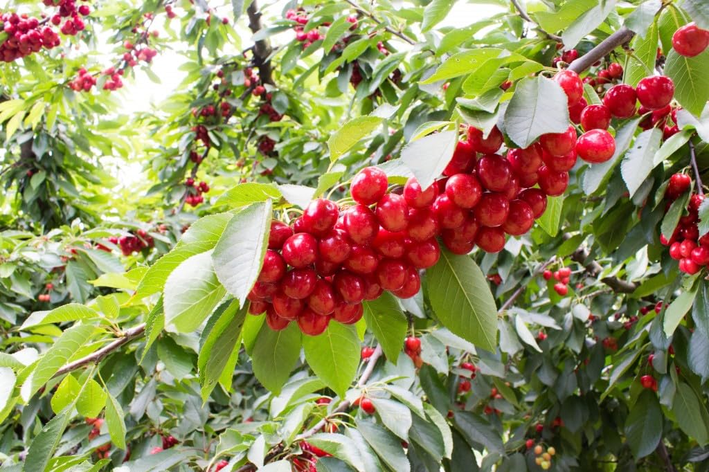 CHERRY PLANT GRAFTED - Fruit Tree - Live Outdoor Garden Plant