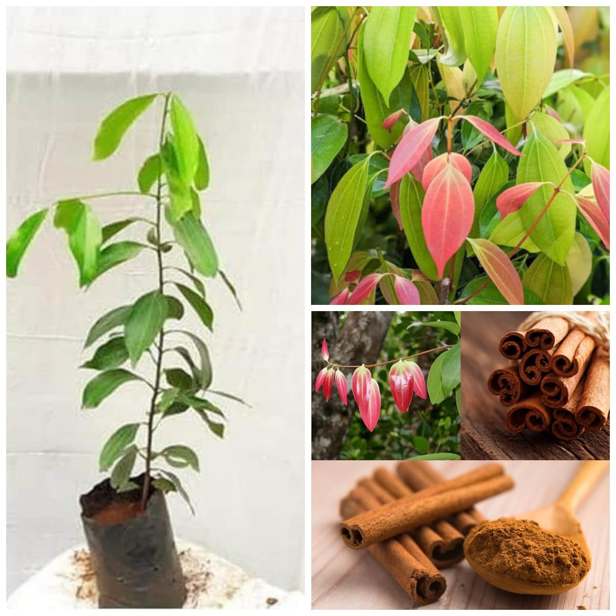 Live Tej Patta, Tamalpatra, Indian Bay Leaf Plant/size 18 to 24 Inches / 1 Healthy Spice Plant CF_22