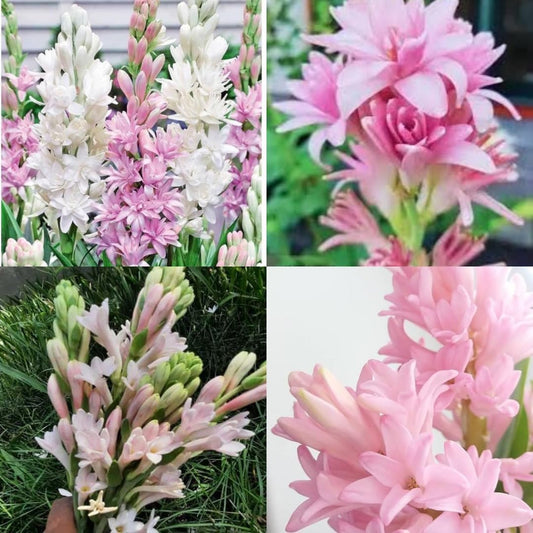 Tuberose Rajanigandha Double Petal Flower Plant Bulbs, Hybrid All Season Variety, Pack of 10