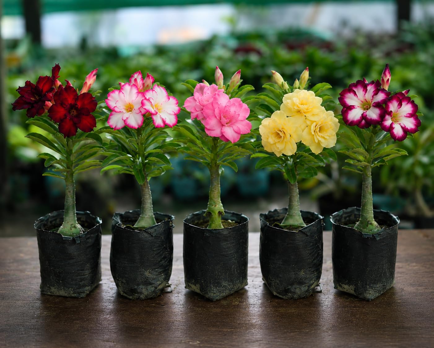 Seeds Ville Adenium Desert Rose Multi Petal Plant Set 5