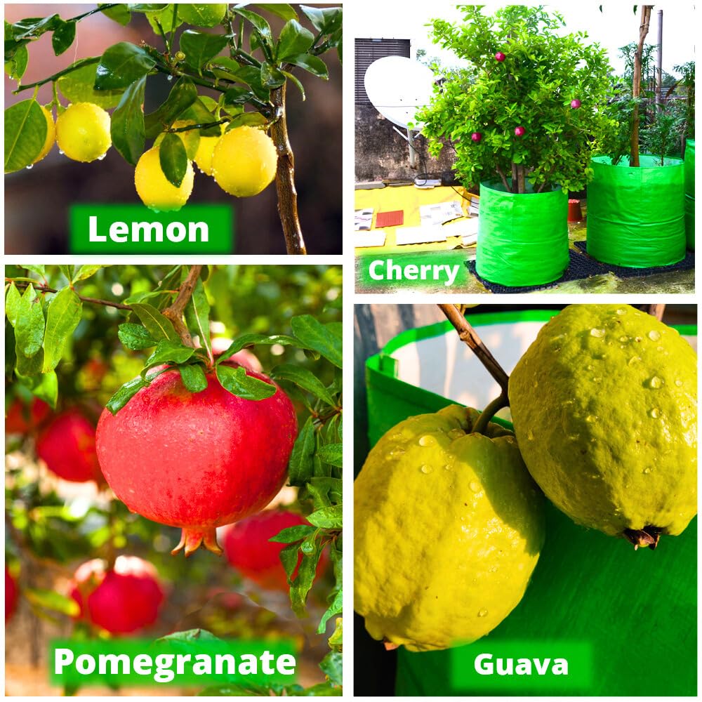 Seeds Ville HDPE Grow Bag for Fruit Trees 61x61 cm