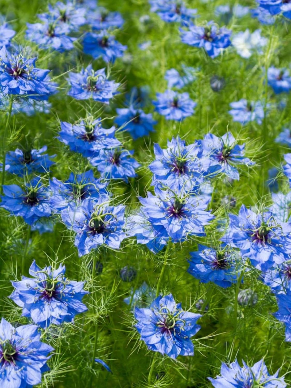 Blue Love in a Mist, Nigella Damascena Flower Seeds, 100 Count, Flower Seeds for Planting