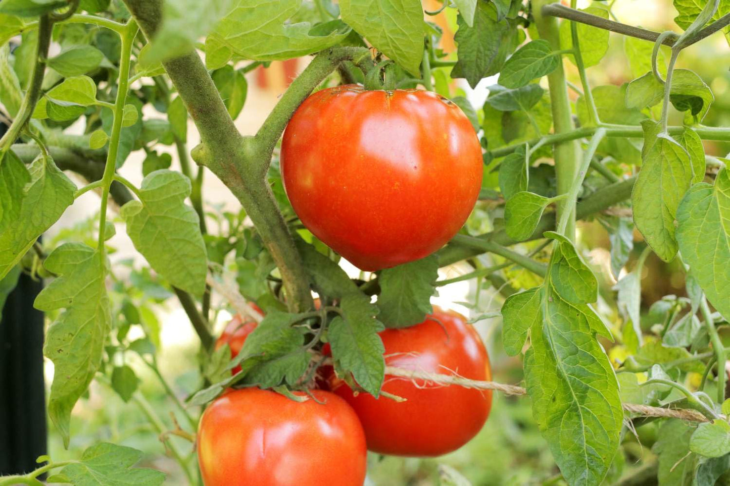 100+ Seeds- Hybrid Organic Tomato Seeds | Red Tomato | Non-GMO Seeds for Planting | Disease-Resistant - Seeds Ville