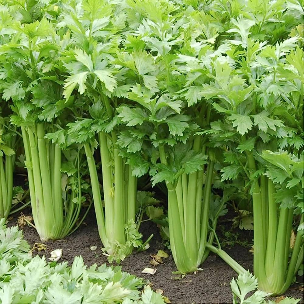 Celery Herb Seeds Pack of 50 Seeds - Seeds Ville
