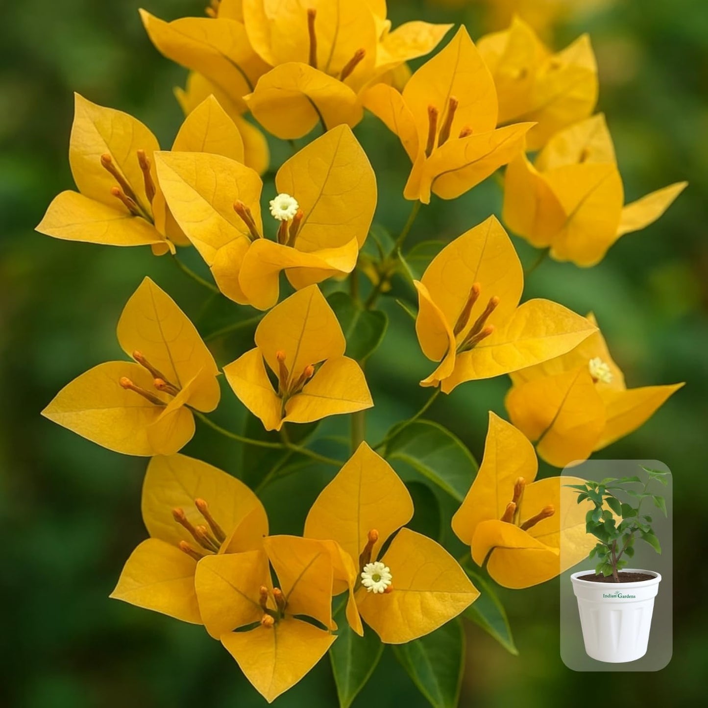 Indian Gardens - Bougainvillea Glabra live plant | Indoor & Outdoor Plant | Nyctaginaceae | Paper Flower (Yellow, 6" Terracotta)