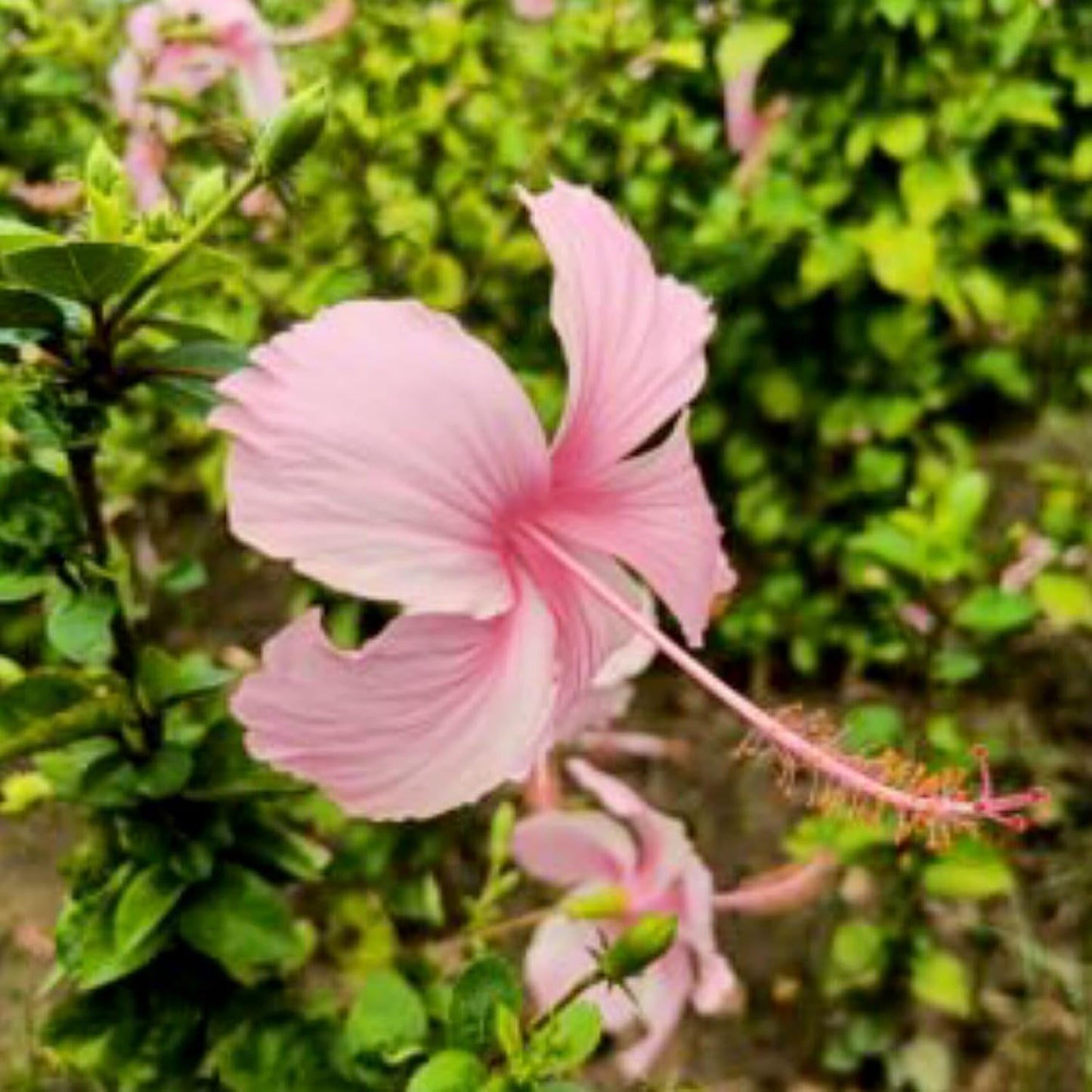 Pink hibiscus live plant with flower, 1-2 Feet Height, Indoor Flowering Plant, Full Sun, Year Round Blooming (Pack of 1) - Seeds Ville